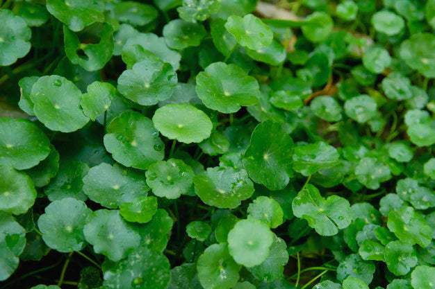 Brahmi Extract