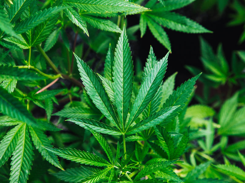 Cannabis Leaf Extract (Vijaya)