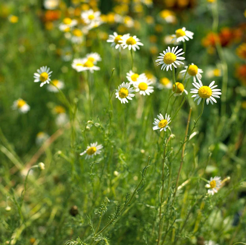 Chamomile Extract