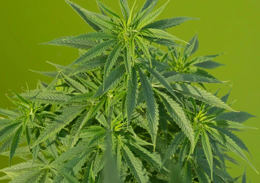  Vijaya Leaf Extract